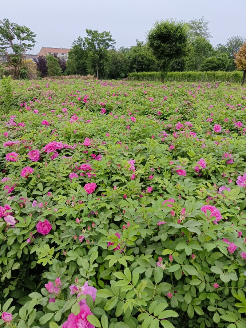 大花月季，四季玫瑰，丰花月季