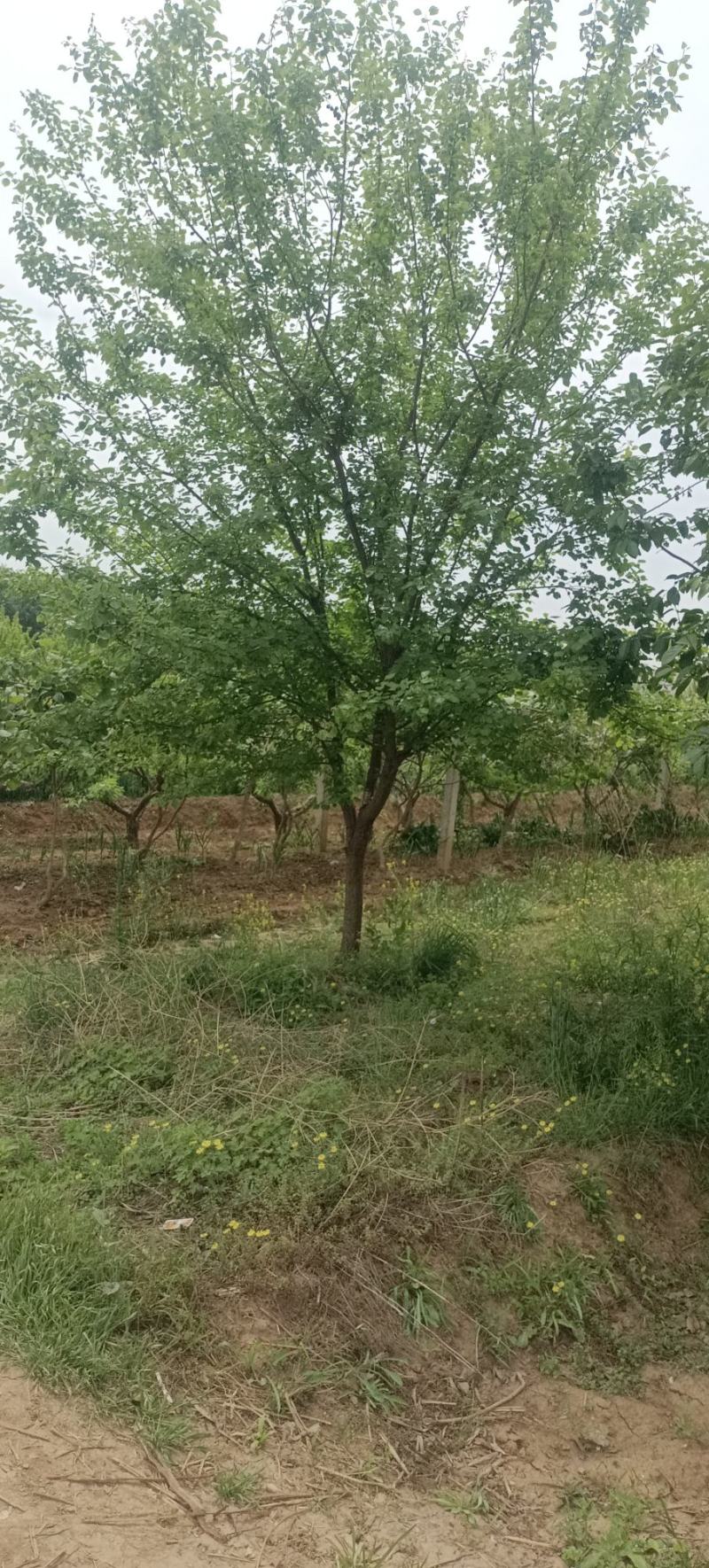 石榴树