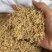 稻芽生稻芽炒稻芽两种规格实拍稻芽
