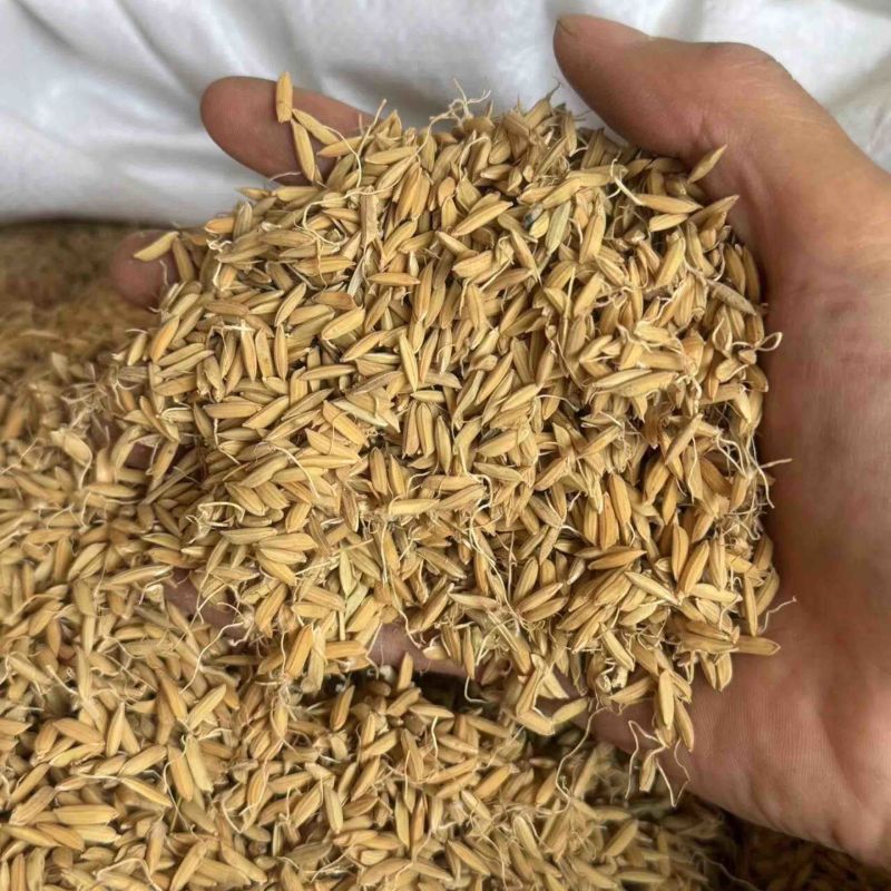 稻芽生稻芽炒稻芽两种规格实拍稻芽