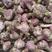紫皮早熟蒜头大量上市过筛平根两指把成熟度好