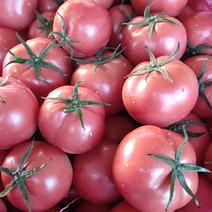 精品硬粉西红柿一手货源产地直发可供商超市场批发