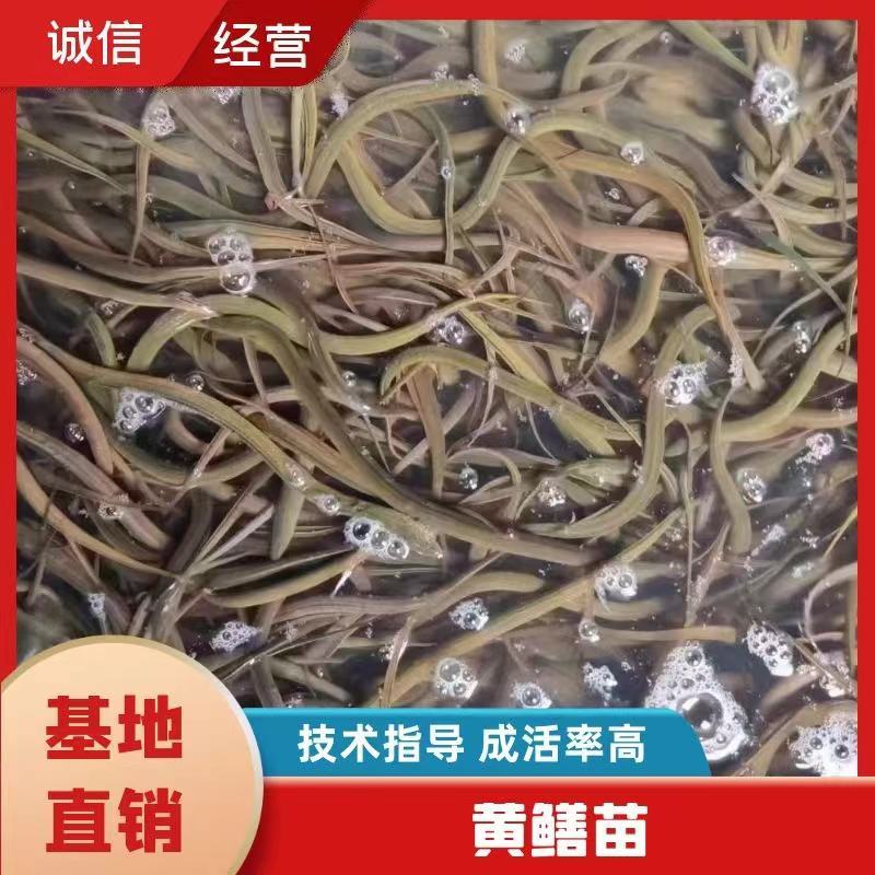 《热卖》正大九号黄鳝鱼苗鱼场孵化提供技术指导专车送货