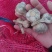 大蒜、苔蒜、脱水蒜，混级蒜，电商货，可视频看货，质量保证