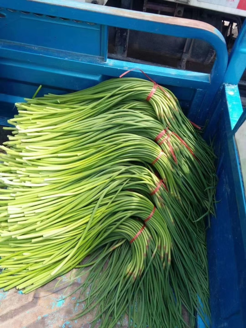 山东精品红帽蒜苔大量上市品质保证量大从优欢迎联系