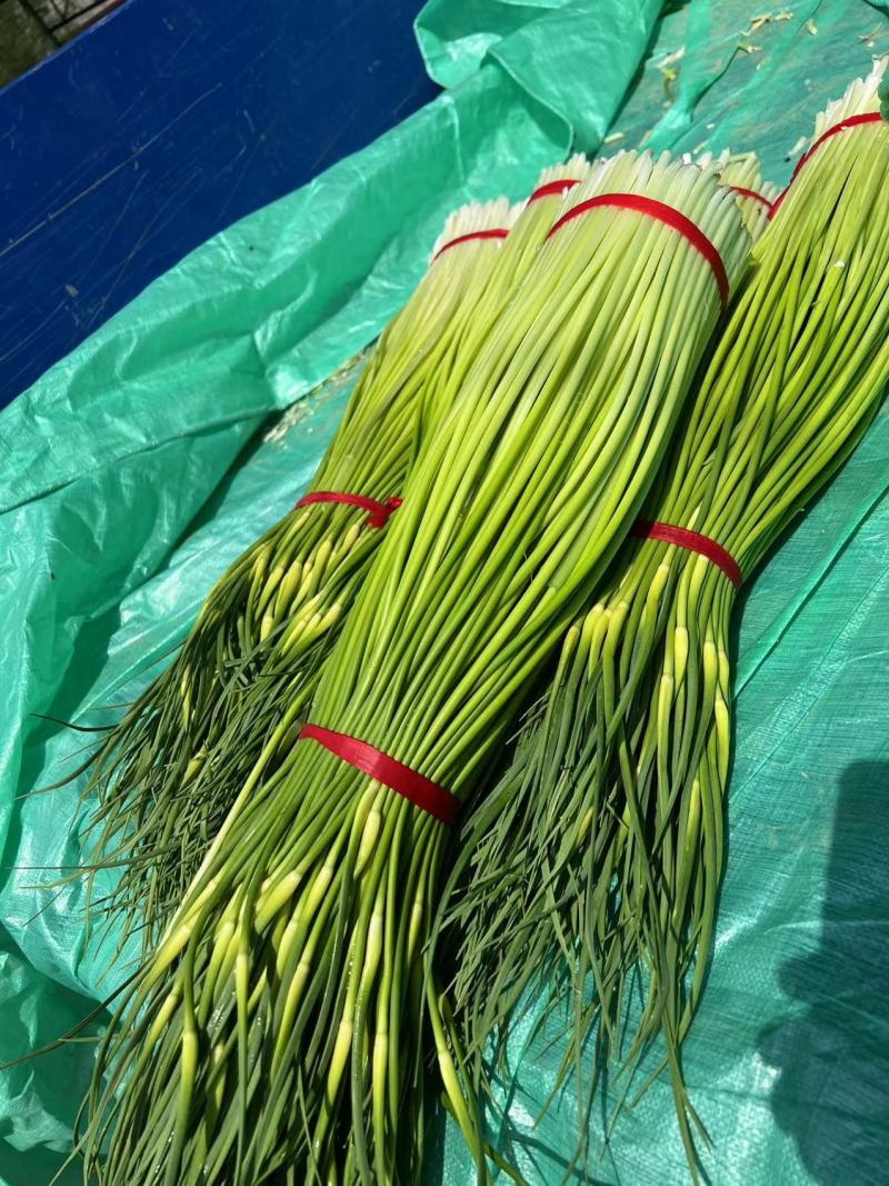 山东精品红帽蒜苔大量上市品质保证量大从优欢迎联系