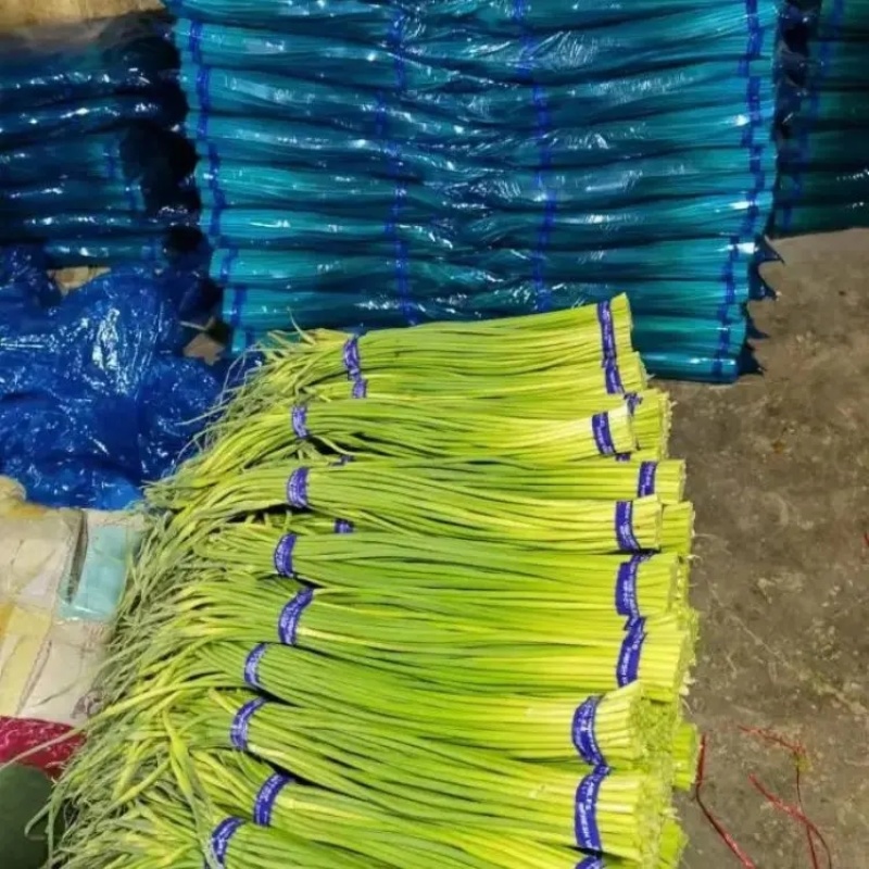山东精品红帽蒜苔大量上市品质保证量大从优欢迎联系