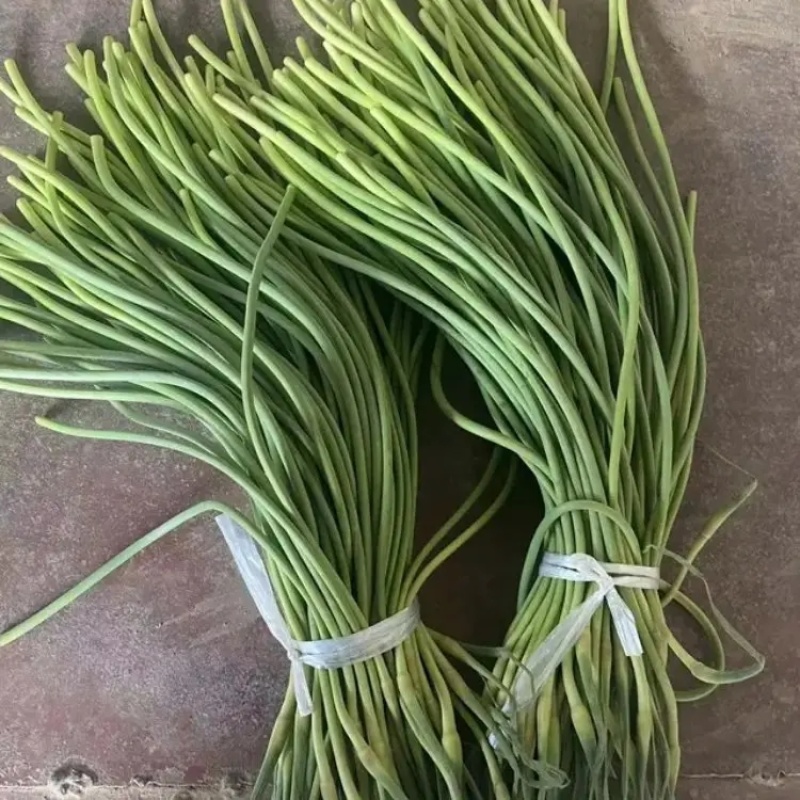 山东精品红帽蒜苔大量上市品质保证量大从优欢迎联系