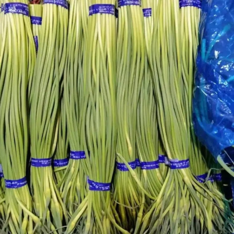 山东精品红帽蒜苔大量上市品质保证量大从优欢迎联系