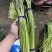 山东精品红帽蒜苔大量上市品质保证量大从优欢迎联系