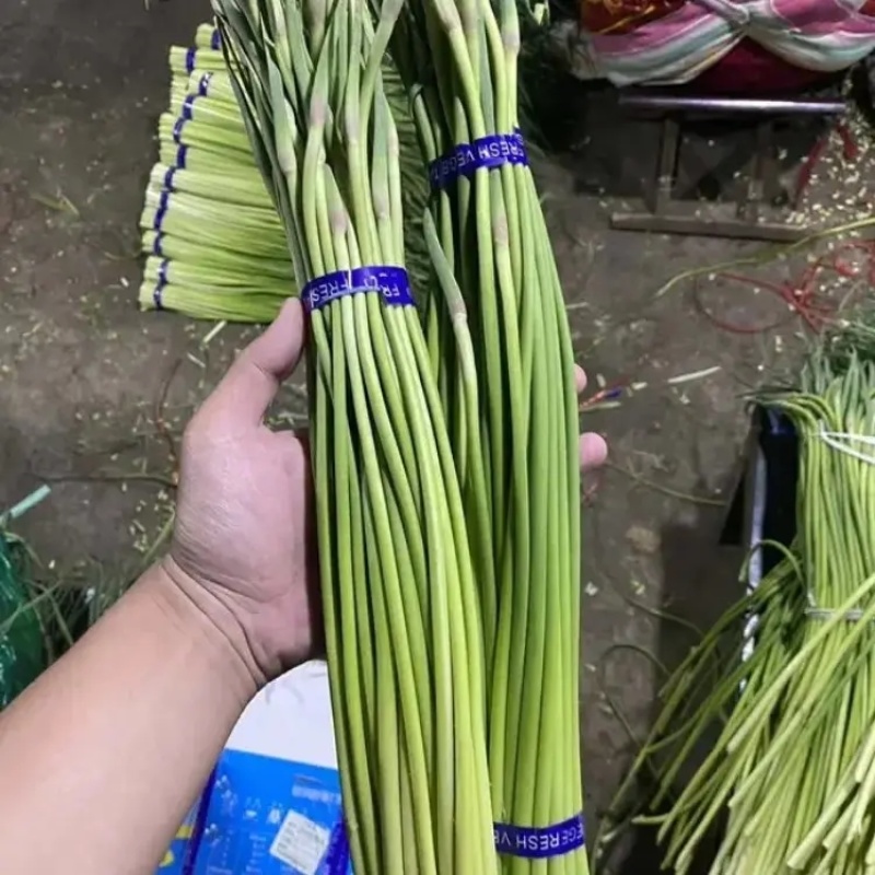 山东精品红帽蒜苔大量上市品质保证量大从优欢迎联系