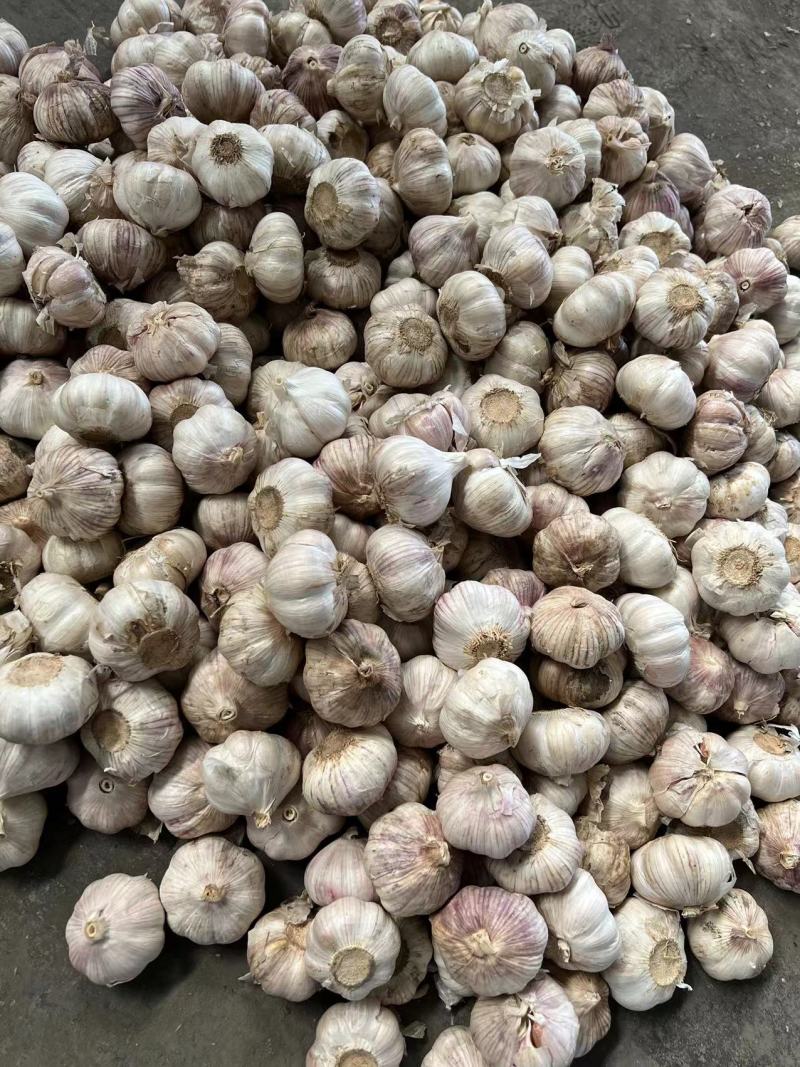 大蒜紫皮蒜白皮蒜金乡大蒜上市了一手货源价格实惠欢迎咨询