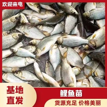 《热销》鲤鱼苗基地孵化鱼场直供提供技术指导专车送货