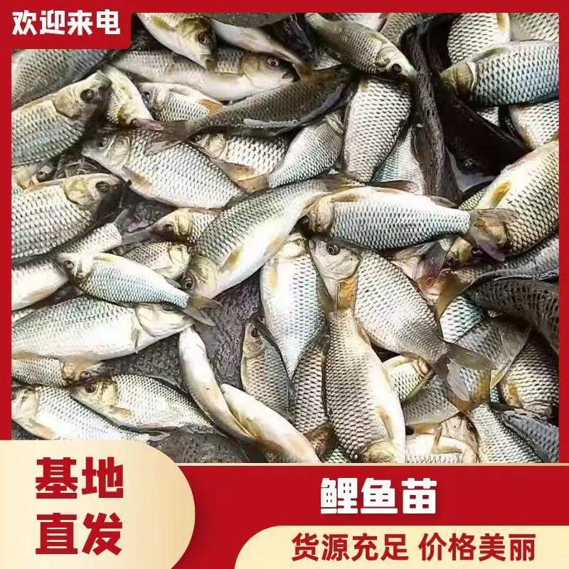 《热销》鲤鱼苗基地孵化鱼场直供提供技术指导专车送货