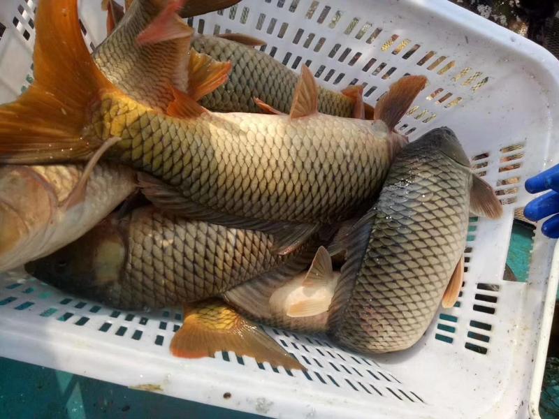 《热销》鲤鱼苗基地孵化鱼场直供提供技术指导专车送货