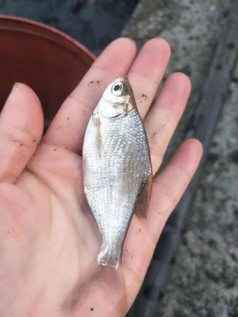 《精品》鳊鱼苗又名武昌鱼鱼场孵化批发专车送货到付款