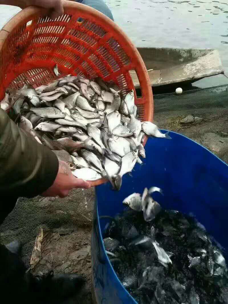 《精品》鳊鱼苗又名武昌鱼鱼场孵化批发专车送货到付款