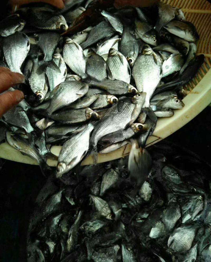 《精品》鳊鱼苗又名武昌鱼鱼场孵化批发专车送货到付款