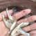 《精品》翘嘴鱼苗鱼场孵化基地批发提供技术指导专车送货