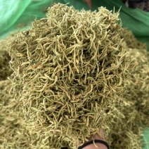 金银花正品带绒毛金银花非山金银花烘干花头茬花山东