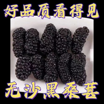 桑葚干一手货源欢迎电话咨询