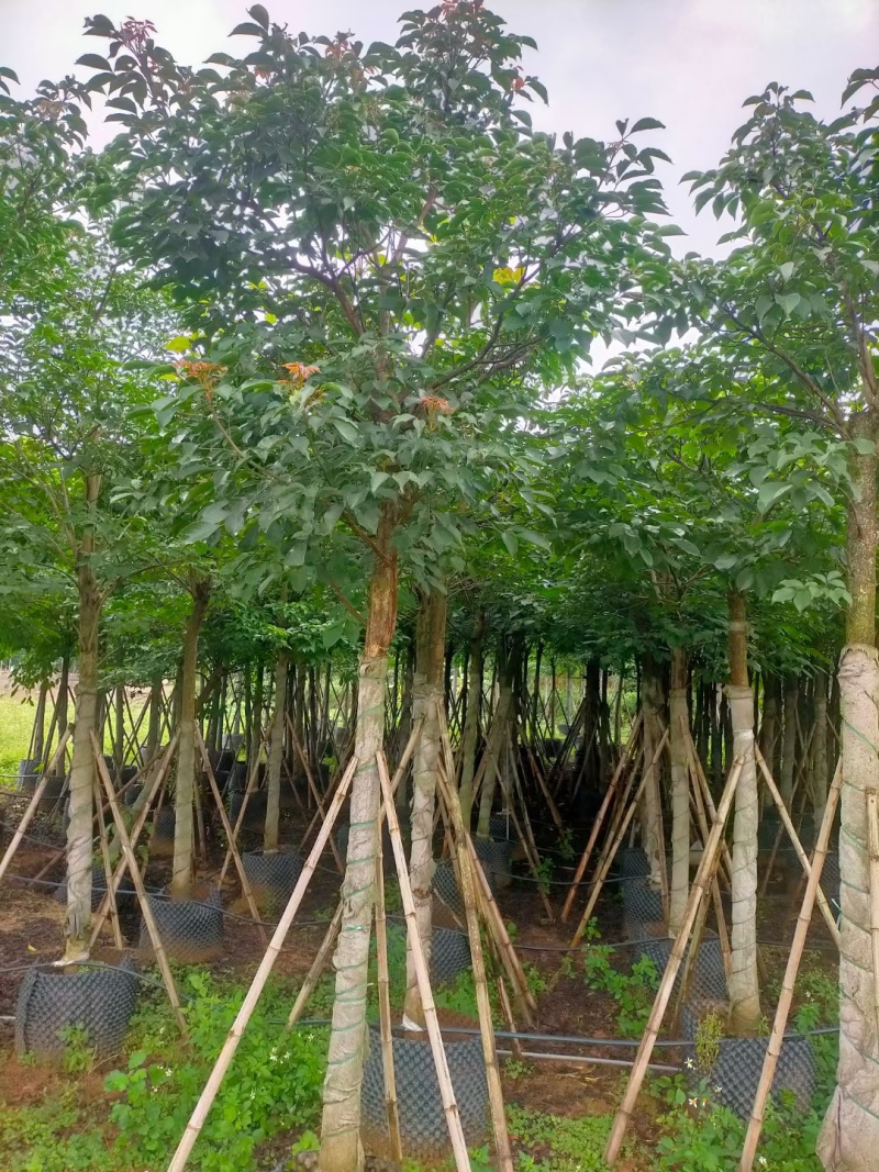 秋枫，大量供应，大小规格，欢迎各位老板选购