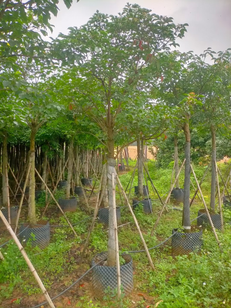 秋枫，大量供应，大小规格，欢迎各位老板选购