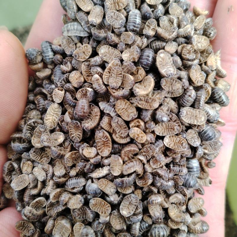 鼠妇虫