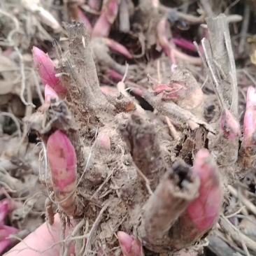 精品白芍苗易种植可提供中指技术量大从优欢迎咨询