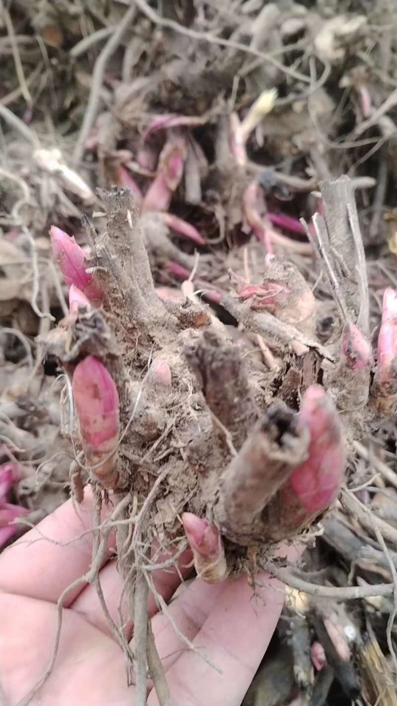 精品白芍苗易种植可提供中指技术量大从优欢迎咨询