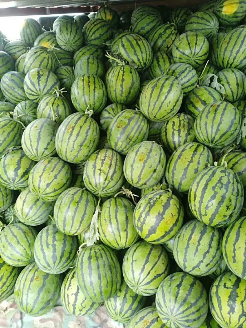 广东甜王西瓜大量上市一手货源，品质好，货源充足量大从优，