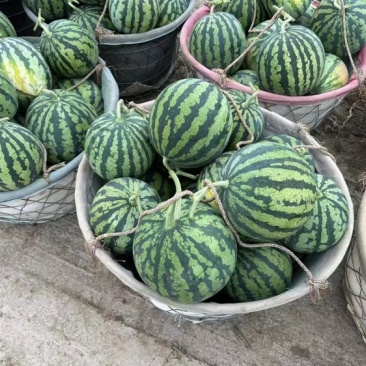 [推荐]江苏美都西瓜西瓜规格齐全专业代办诚信经营