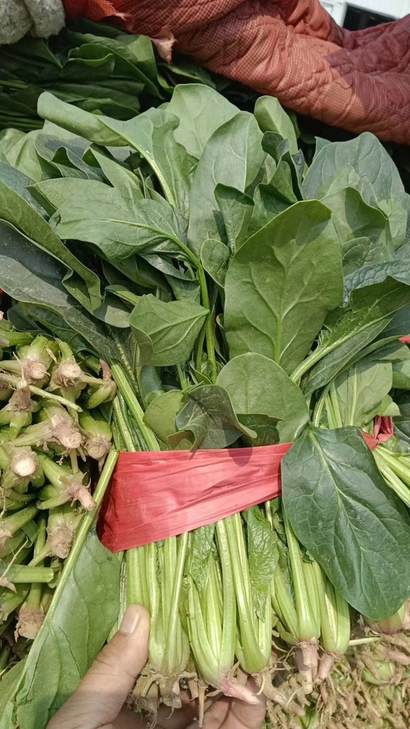 精品菠菜一手货源价格优惠，可视频看货量大从优欢迎咨询