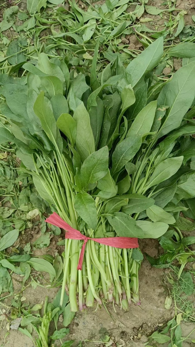 精品菠菜一手货源价格优惠，可视频看货量大从优欢迎咨询
