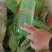 精品菠菜一手货源价格优惠，可视频看货量大从优欢迎咨询