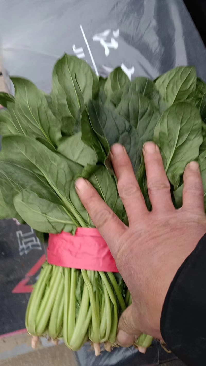精品菠菜一手货源价格优惠，可视频看货量大从优欢迎咨询
