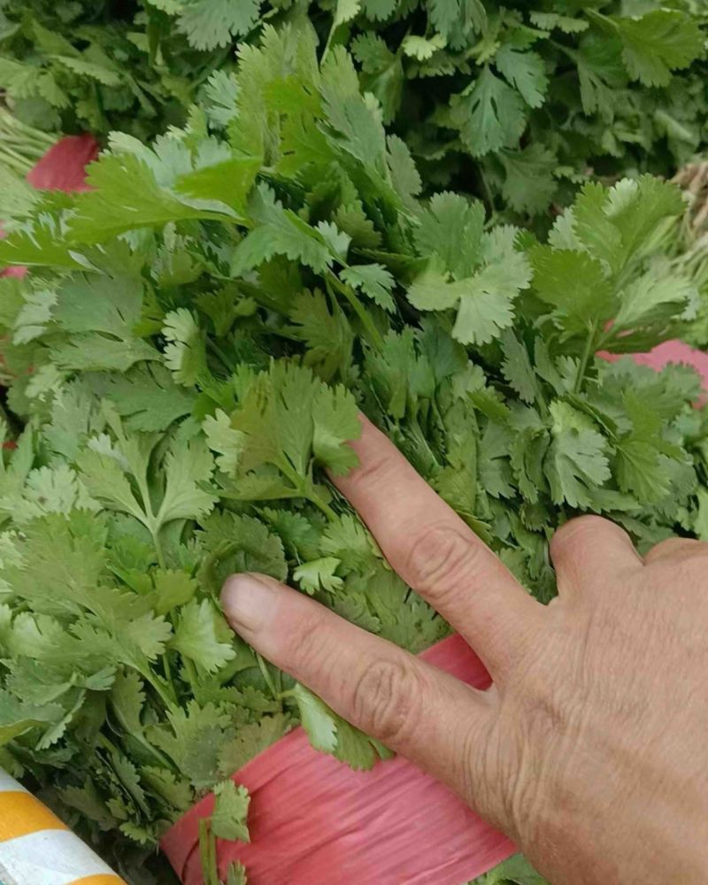 香菜产地直发，一手货源，价格优惠可视频看货欢迎咨询