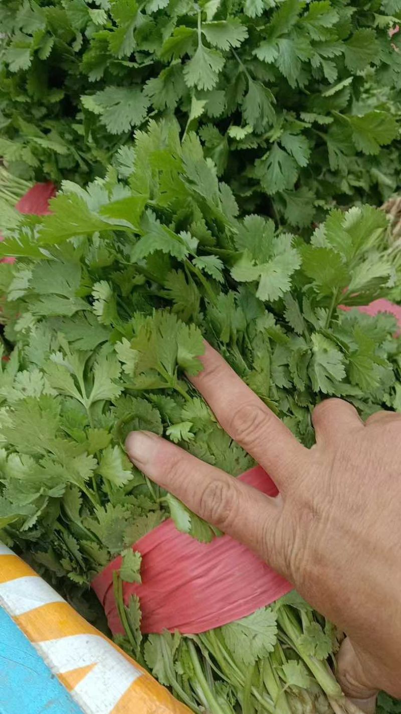 香菜产地直发，一手货源，价格优惠可视频看货欢迎咨询