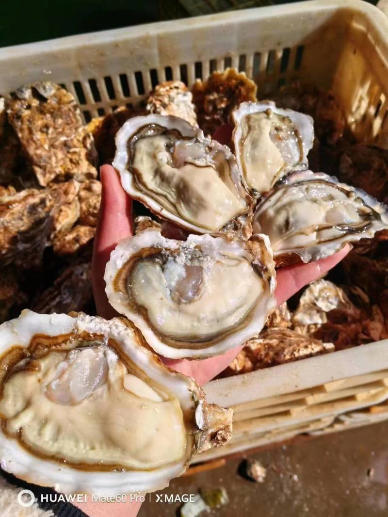 【推荐】乳山生蚝厂家供货肥度好个体大一手货源量大价优