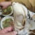 【推荐】乳山生蚝厂家供货肥度好个体大一手货源量大价优