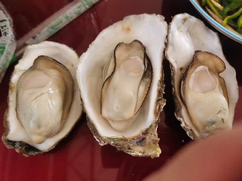 【推荐】乳山生蚝厂家供货肥度好个体大一手货源量大价优