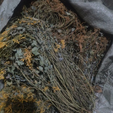 大山深处岩黄莲，土黄莲，菊花黄莲，涯黄莲