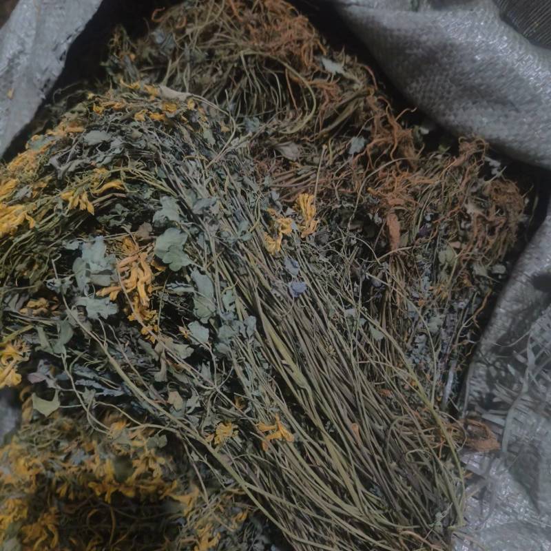 大山深处岩黄莲，土黄莲，菊花黄莲，涯黄莲