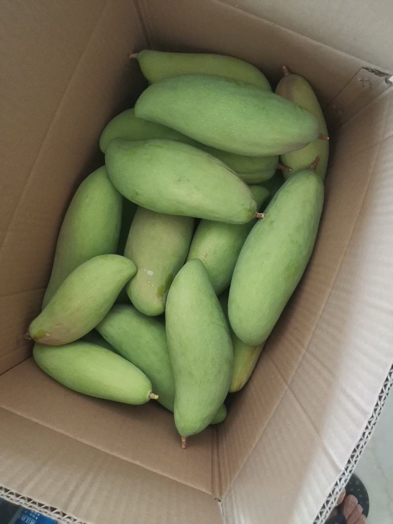 酸野象牙芒果青果