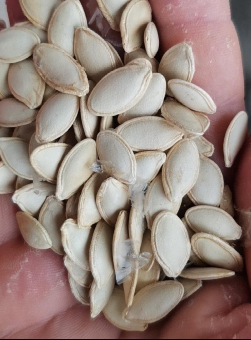 新疆产个人种2000亩南瓜籽葫芦籽大量有货