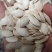 新疆产个人种2000亩南瓜籽葫芦籽大量有货