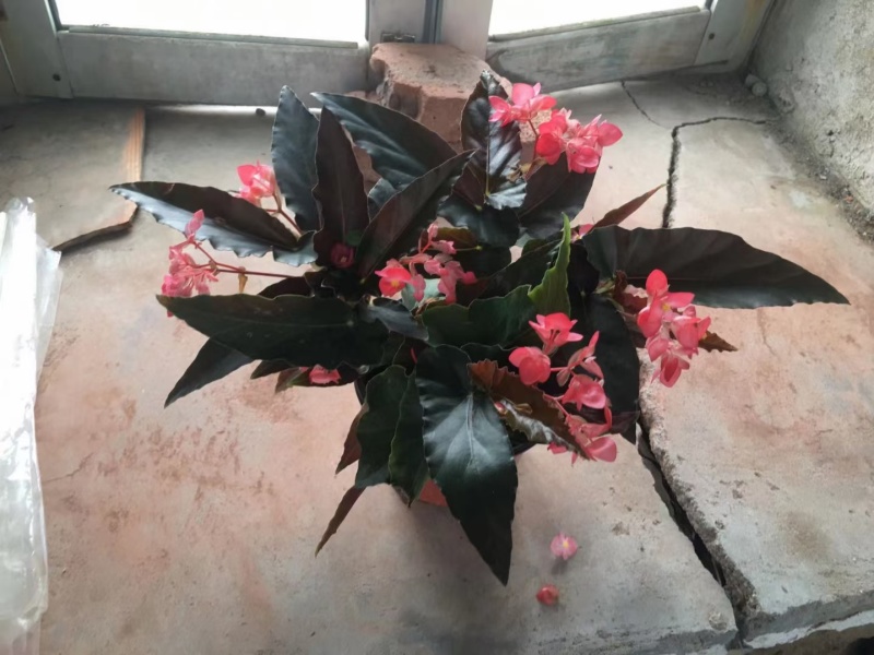 龙翅海棠基地直发死苗补发