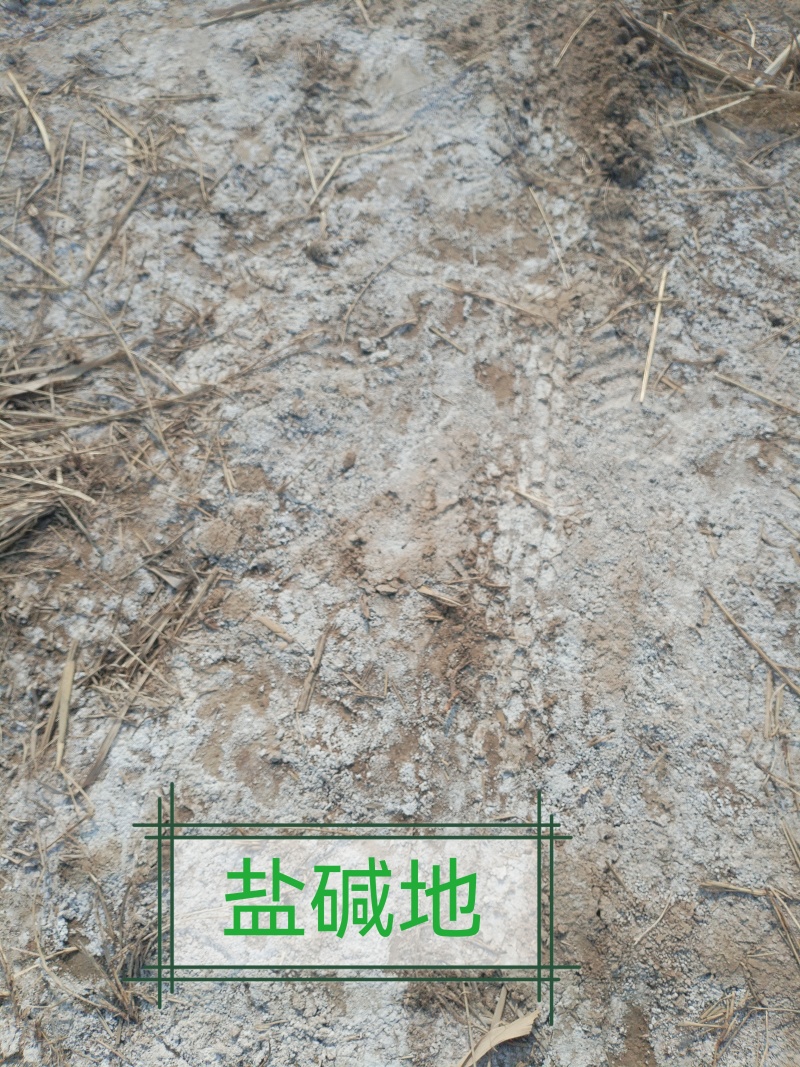 黄河口生态米/优质弱碱米/自产自销/6万亩种植区，粳米