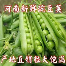 【特惠促销】河南南阳新鲜豌豆荚产地直发颗粒饱满
