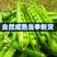 【特惠促销】南阳新鲜青豌豆量大从优基地直发一条龙服